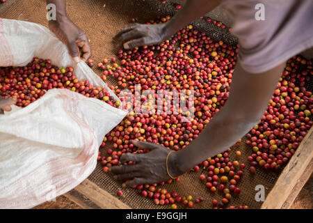 Ciliegie di caffè vengono ordinati e imballato prima della trasformazione a Orinde società cooperativa di agricoltori che si nel sud Rachuonyo Caffè, Kenya. Foto Stock