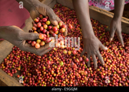 Ciliegie di caffè vengono ordinati e imballato prima della trasformazione a Orinde società cooperativa di agricoltori che si nel sud Rachuonyo Caffè, Kenya. Foto Stock