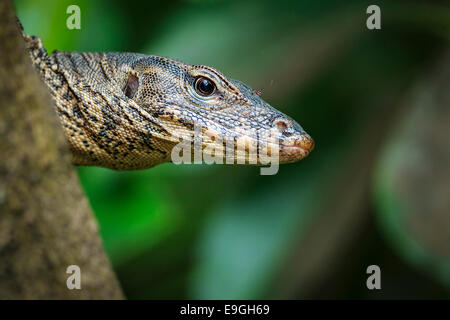 Acqua: la malese Monitor Lizard (Varanus salvator) salendo su un albero di mangrovia Foto Stock