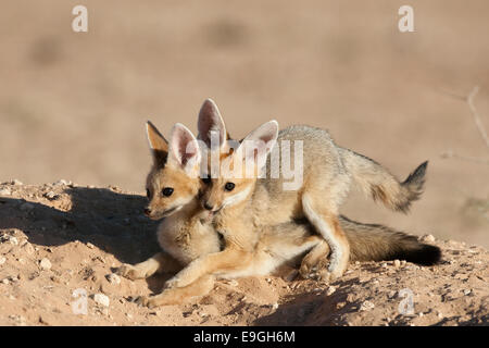 Cape fox cubs giocando, Vulpes chama, Kgalagadi Parco transfrontaliero, Northern Cape, Sud Africa Foto Stock