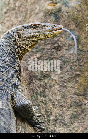 Acqua: la malese Monitor Lizard (Varanus salvator) di arrampicarsi su un albero di mangrovia Foto Stock