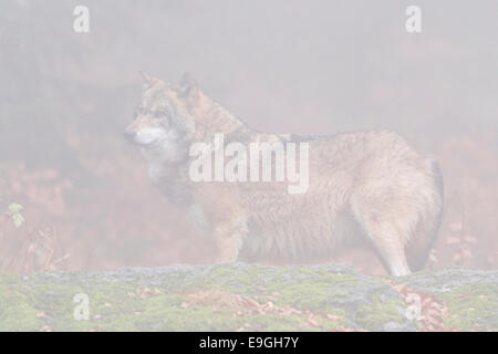 Un captive maschio di lupo grigio sorge su una roccia in una nebbiosa Foresta, Parco Nazionale della Foresta Bavarese, Germania Foto Stock