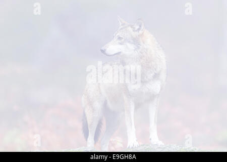 Un captive femmina lupo grigio sorge su una roccia in una nebbiosa Foresta, Parco Nazionale della Foresta Bavarese, Germania Foto Stock