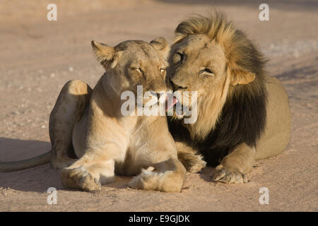 Lion Panthera leo, per la cura del corpo maschile di leonessa durante il corteggiamento, Kgalagadi Parco transfrontaliero, Sud Africa Foto Stock