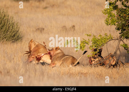 I Lions del deserto, Panthera leo, sulla carcassa di antilope, regione di Kunene, Namibia, Africa Foto Stock