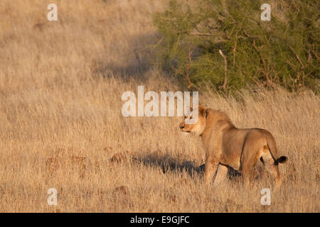 Desert lion Panthera leo, radio acciuffato giovane maschio, regione di Kunene, Namibia, Africa Foto Stock