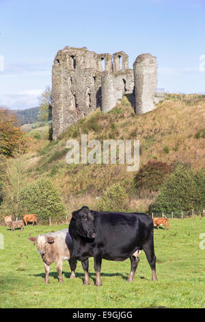 Il pascolo Cattel sotto il castello di Clun, Shropshire, Inghilterra, Regno Unito Foto Stock