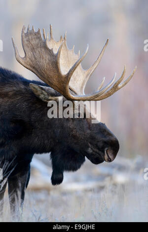 Bull Moose (Alces alces shirasi) in autunno, Northern Rockies Foto Stock