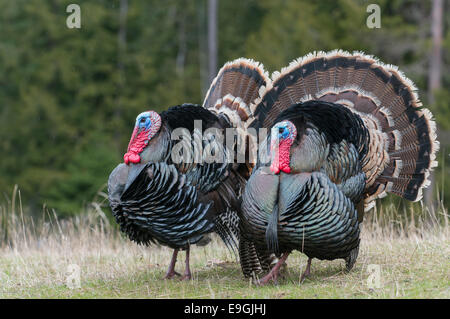 Una coppia di maschi tacchini selvatici display per attrarre femmine nelle vicinanze, Western Montana Foto Stock