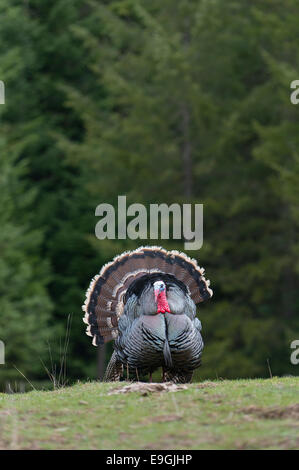 Dispalying merriam's Wild Turchia, Western Montana Foto Stock