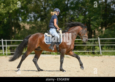 Giovane pilota sul dorso di un pony Connemara stallone cantering sul cerchio Foto Stock