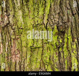 Primo piano della mossy di corteccia di albero di background Foto Stock