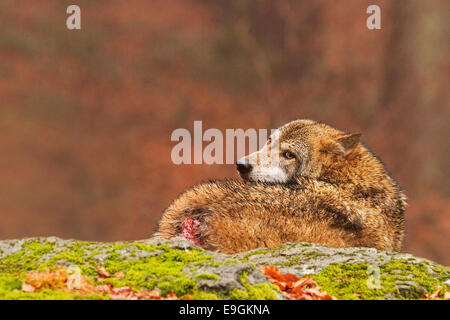 Un ferito captive maschio di Lupo grigio guarda oltre la sua spalla alla fotocamera, Parco Nazionale della Foresta Bavarese, Germania Foto Stock