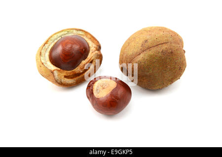 Mature conkers in aperto e chiuso semi lisci capsule da un cavallo rosso castagno, isolato su uno sfondo bianco Foto Stock