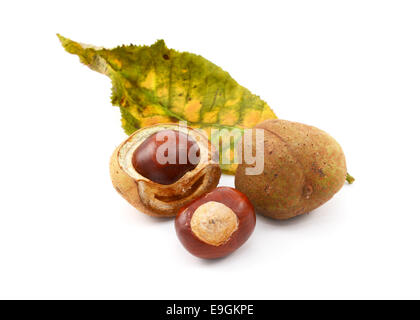 Conkers e semi lisci casi con la foglia di un cavallo rosso castagno, isolato su uno sfondo bianco Foto Stock