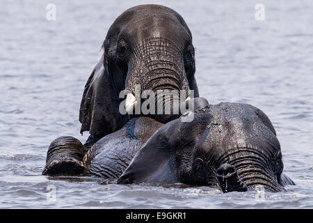 Un elefante africano corre sul retro di un'altra attraversando il fiume Chobe, Chobe National Park, Botswana Foto Stock
