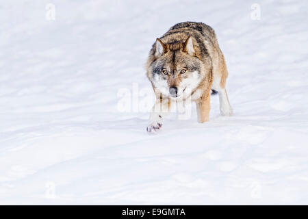 Captive Lupo (Canis lupus) a piedi attraverso la neve Foto Stock