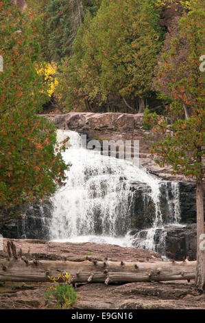 Uva spina cade in autunno, Minnesota, Stati Uniti d'America Foto Stock