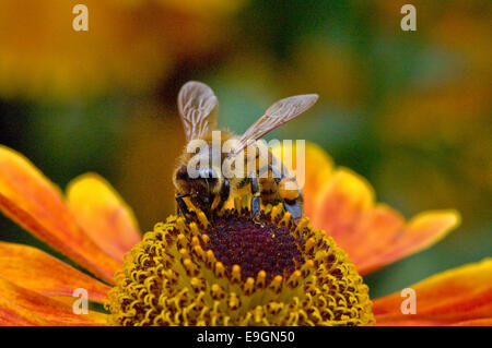 Il miele delle api su Helenium fiore con sacco di polline chiaramente visibile Foto Stock