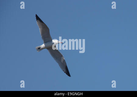 Audouin il gabbiano, adulti in volo, Ria Formosa Natura Park, Algarve, Portogallo. Foto Stock