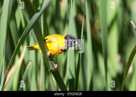 Tessitore a testa nera, maschio, appollaiato su un reed, Ria Formosa Natura Park, Algarve, Portogallo. Foto Stock