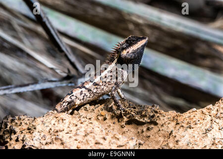 Lizard, rettile seduto sulla roccia in Thailandia. Foto Stock