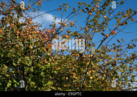 Pacific Crab Apple tree o Malus fusca, George C. Reifel uccello migratore Santuario, Delta, BC, Canada Foto Stock