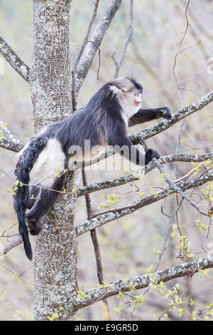 Maschio adulto Yunnan rampognare-annusò scimmia (Rhinopithecus bieti) alimentazione su lichen sul ramo di un albero in montagna himalayana Foto Stock