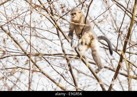 I capretti Yunnan rampognare-annusò scimmia (Rhinopithecus bieti) scalabilità di un albero in cerca di cibo Foto Stock