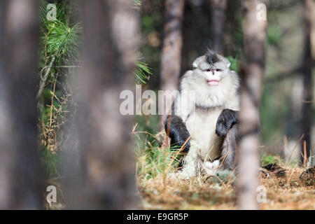 Maschio adulto Yunnan rampognare-annusò scimmia (Rhinopithecus bieti) crogiolarsi al sole del mattino Foto Stock