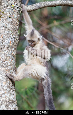 I capretti Yunnan rampognare-annusò scimmia (Rhinopithecus bieti) scendendo un albero Foto Stock