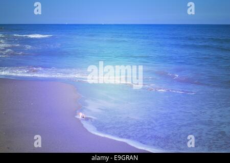 Conchiglia in riva al mare Foto Stock