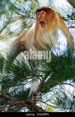 Maschio di scimmia proboscide agonistica (display a Crab-eating macachi nelle vicinanze di alimentazione) Foto Stock