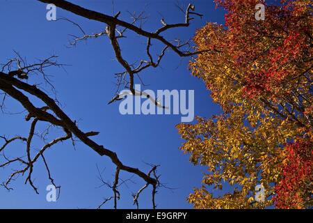 Caduta delle Foglie in Massachusetts Foto Stock