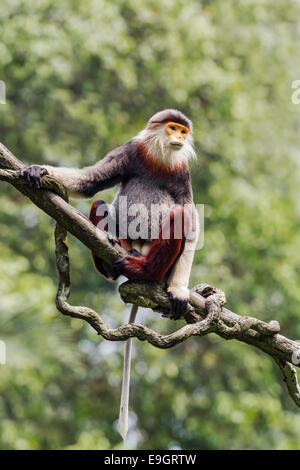 Rosso-shanked douc (Pygathrix nemaeus) maschio adulto Foto Stock