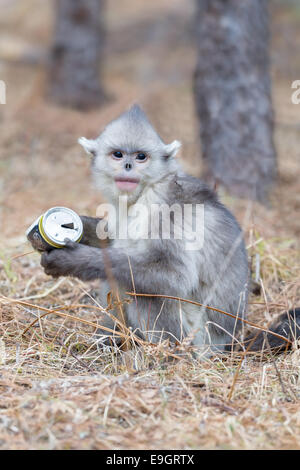 Un bambino Yunnan rampognare-annusò scimmia (Rhinopithecus bieti) ispeziona un pezzo di immondizia (birra può) Foto Stock