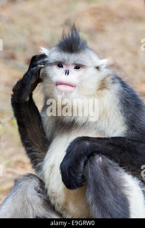 Yunnan rampognare-annusò scimmia (Rhinopithecus bieti) graffi la sua testa Foto Stock