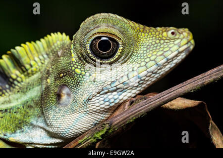 Maschio adulto grande Anglehead Lizard (Gonocephalus grandis) riposo durante la notte su un albero in un malese della foresta pluviale tropicale Foto Stock