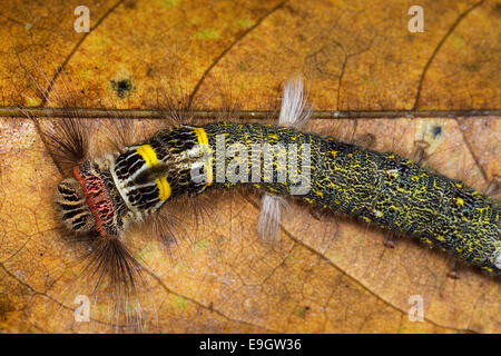 Close up delle colorate hairy caterpillar di Lasiocampidae specie nella foresta pluviale del Borneo Foto Stock