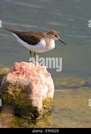 Common Sandpiper permanente sulla roccia Foto Stock