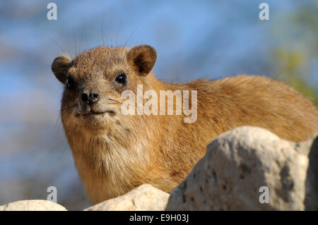 Rock Hyrax ritratto Foto Stock