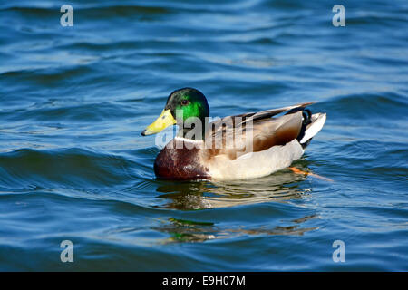 Mallard duck, nuoto maschio Foto Stock