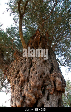 Vecchio albero di ulivo, Foto Stock