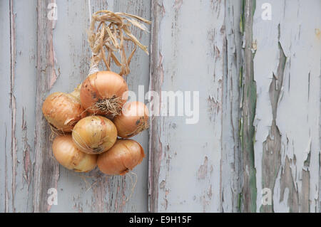 Verdure. Un mazzetto di cipolle (Allium cepa) legati insieme con una corda, appeso contro una parete spiovente di pannelli in legno con pareti scrostate. In Inghilterra. Foto Stock