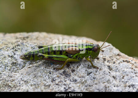 Montagna Verde Grasshopper (Miramella alpina), Alto Adige, Italia Foto Stock