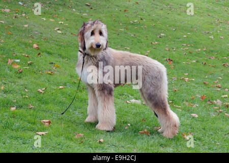 Afghan hound dog in piedi in un prato, Germania Foto Stock