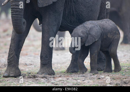 Elefante africano (Loxodonta africana), vitello camminando accanto a sua madre, Savute, distretto nordoccidentale, Botswana Foto Stock