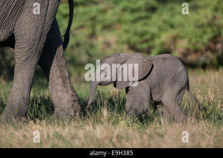 Elefante africano (Loxodonta africana), vitello camminando accanto a sua madre, Savute, distretto nordoccidentale, Botswana Foto Stock