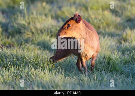 Femmina di Reeve Muntjac (Muntiacus reevesi) emergenti ad alimentare in una rugiada prato coperto di sunrise Foto Stock