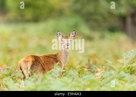 Il cervo (Cervus elaphus) hind durante la routine annuale Foto Stock